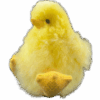 2.png Pollito Amarillo de Baby Alpaca