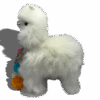 LLAMA BABY ALPACA